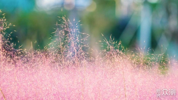 日记本里长出的绿色惊喜？