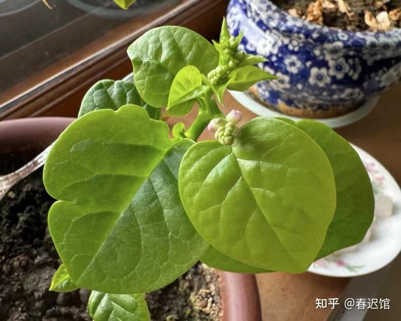 阳台上的小丰收—我的种菜日记