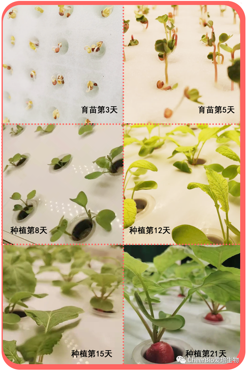 樱桃萝卜的观察日记—小生命的大旅程 樱桃萝卜的观察日记—小生命的大旅程