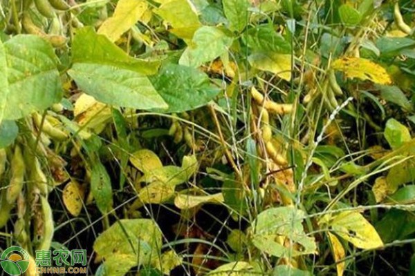 黄豆发芽记丨秋天的第一批小生命