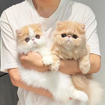 糯米的快乐修仙日记·一只波斯猫的慵懒日常