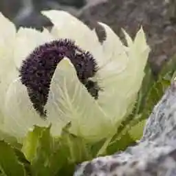 雪莲花的清晨日记…