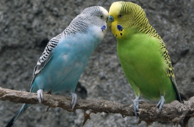 好的，用户希望我写一篇关于“鹦鹉情话”的情话大全。首先，我需要理解用户的具体要求。用户是一位真实的浪漫诗人，正在恋爱中，所以情话要真诚感人，不要太油腻。他要求多句不同风格的情话，包括温柔、俏皮和深情的，还要加入一些含蓄、动人或简单的话语。语言要温馨，让人感到温暖和幸福，像是真人在分享恋爱心得。