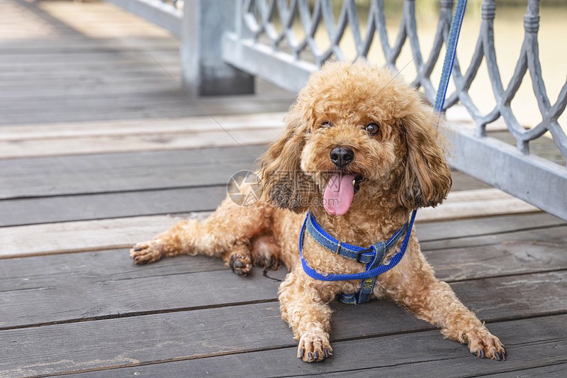 和泰迪的一天丨阳光、草地与小冒险