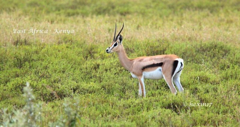 羚羊情话丨草原上最温柔的呼唤