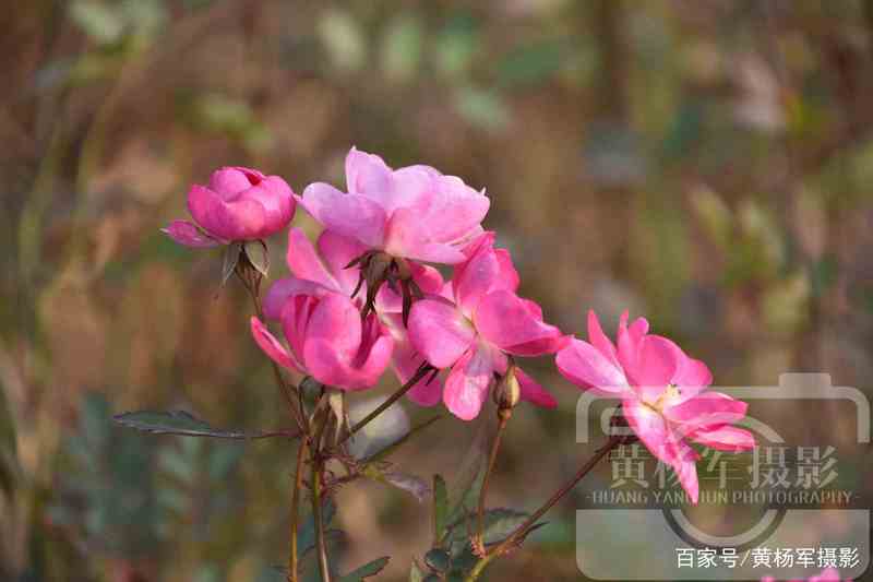 蔷薇花的日记50—被晒伤的花瓣 蔷薇花的日记50—被晒伤的花瓣