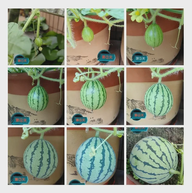 西瓜日记|邂逅夏日里的甜蜜时光 西瓜日记|邂逅夏日里的甜蜜时光