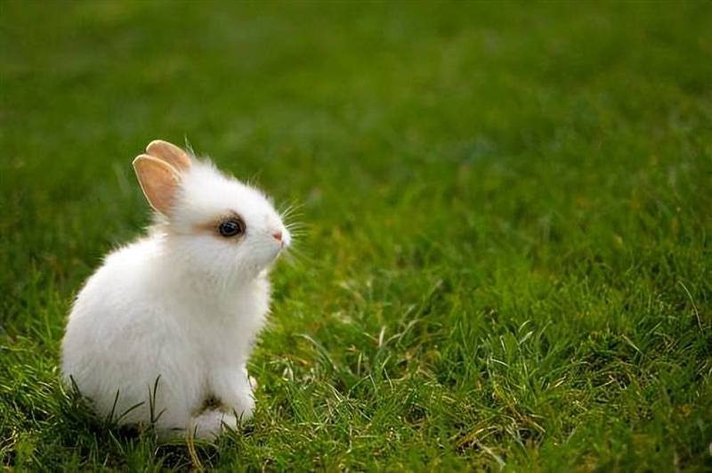 与小兔子的温暖相遇？