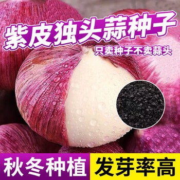 蒜苗生长记·小绿芽的惊喜