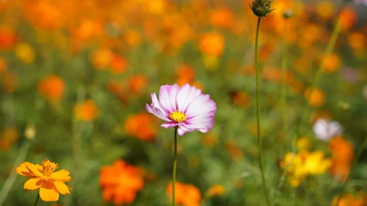 秋意浓时,心事都藏在风里? 秋意浓时,心事都藏在风里?