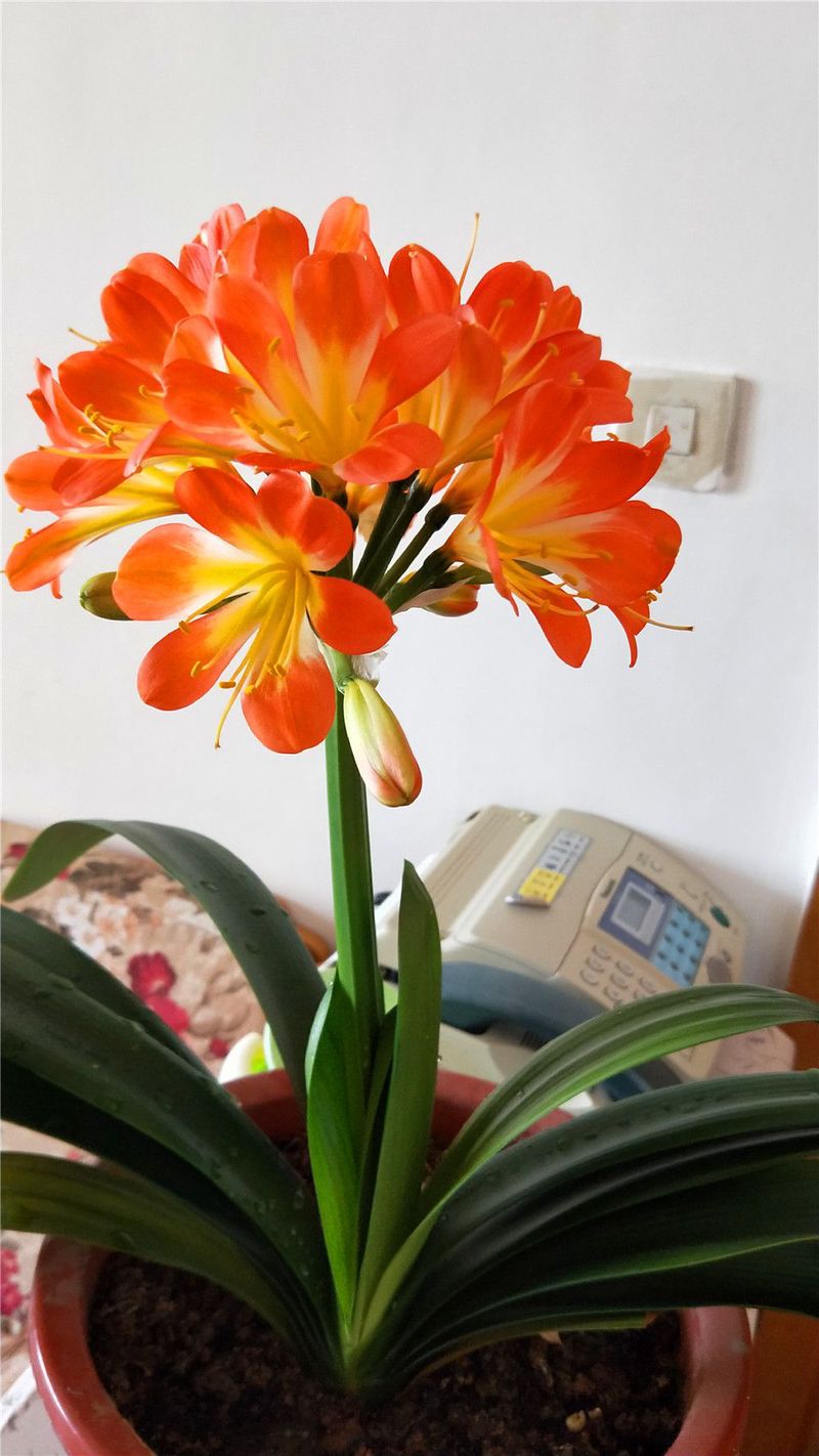 我养的那盆君子兰，突然开了花