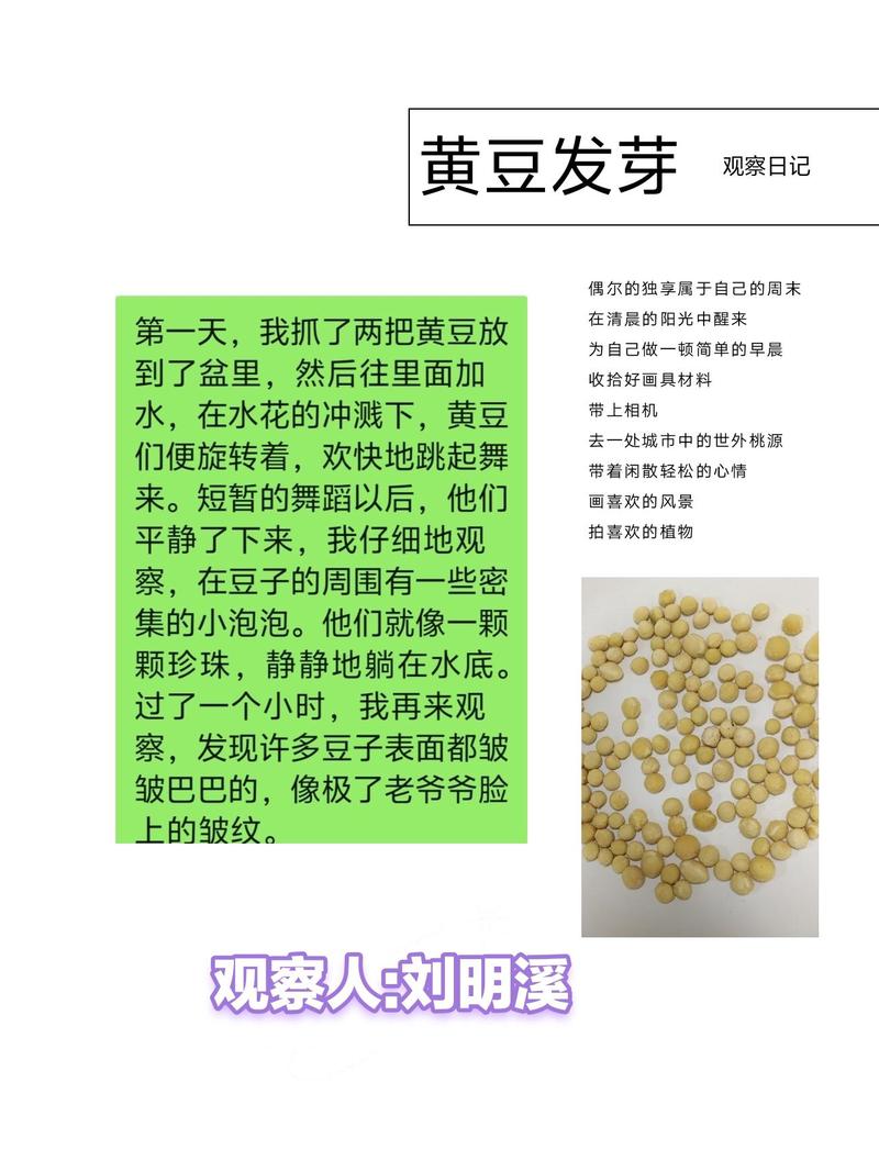 阳台上的小绿芽｜我的黄豆种植观察日记