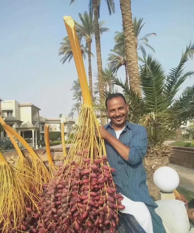 枣树情话丨那些藏在果实里的温柔告白