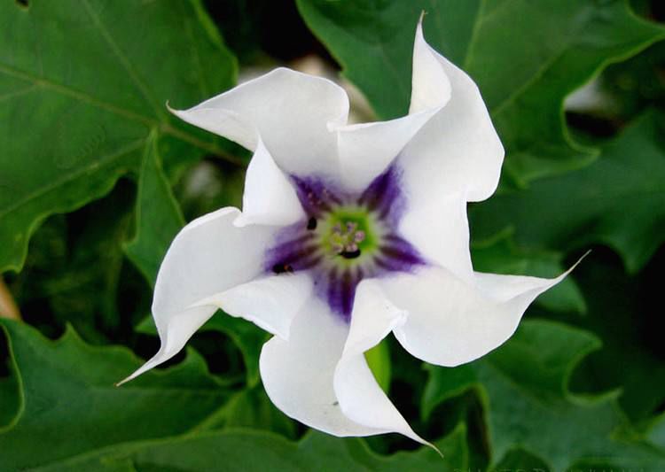 曼陀罗的密语｜情话中的浪漫诗篇