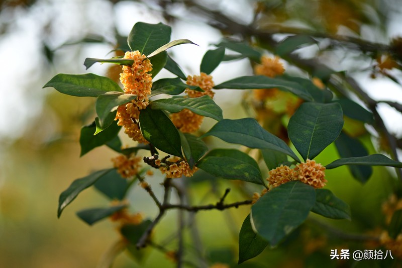 金秋的馈赠丨桂花香里的小确幸