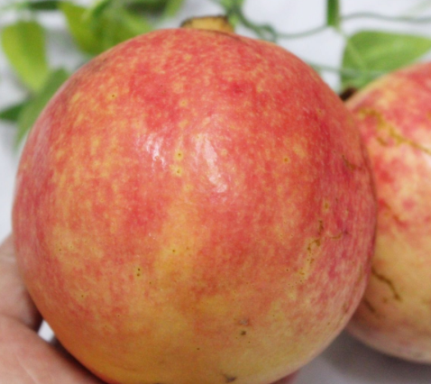 秋日的石榴颂歌！