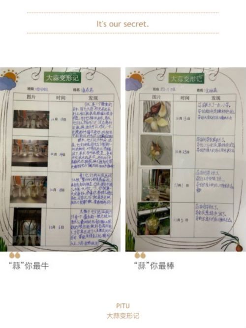 那颗大蒜的逆袭