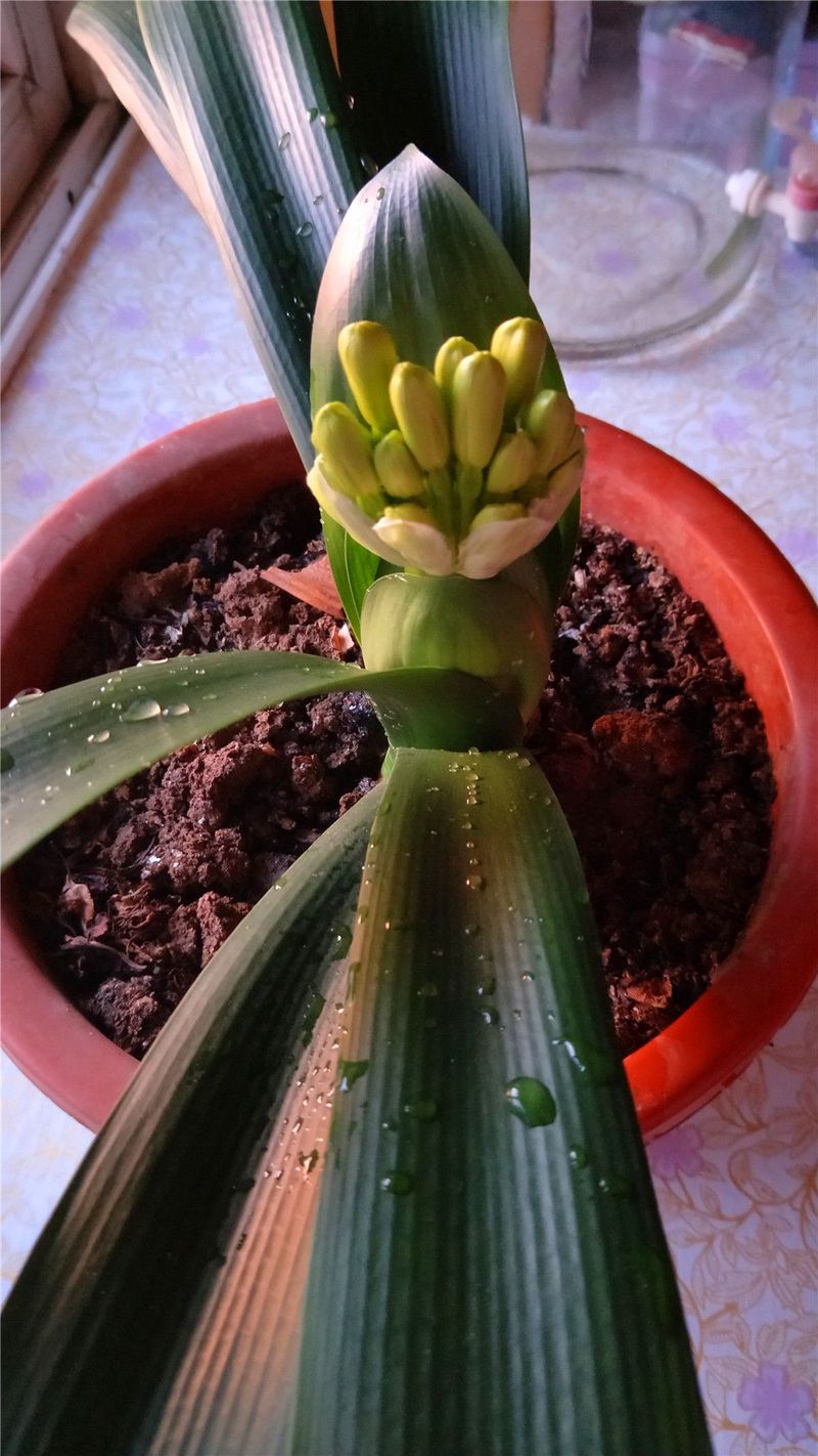 君子兰日记—绿意盎然的一天