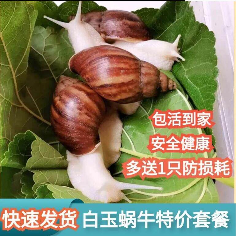 蜗牛爬过窗台的清晨！