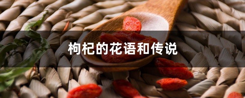 温暖时光，从枸杞开始？