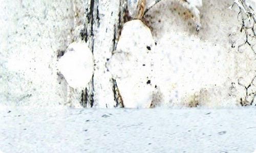 今天的一次善良行动…