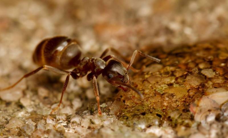 蚂蚁的小小世界…