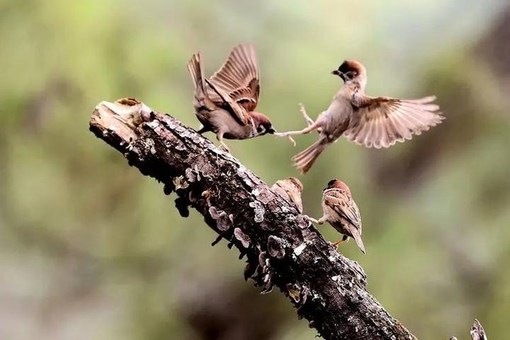 今天，我与麻雀的亲密接触？