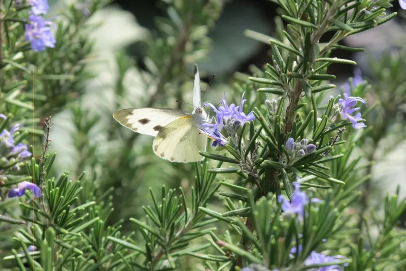 迷迭香在风里低语—那些藏在香气里的温柔情话 迷迭香在风里低语—那些藏在香气里的温柔情话