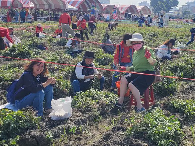 摘花生日记—今天，我摘了属于自己的花