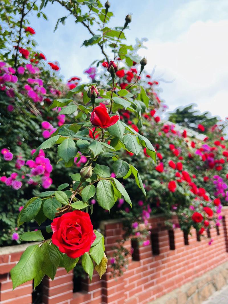 秋日的树叶丨一场无声的告别