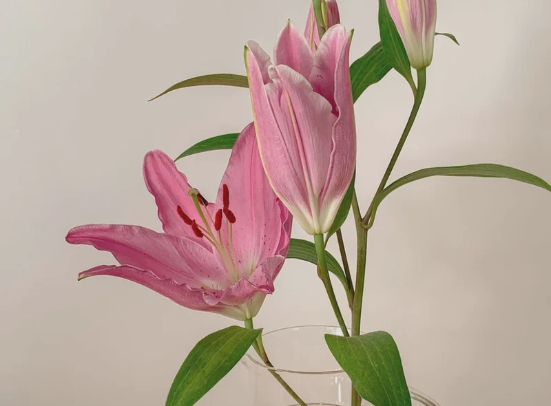 百合花的观察日记