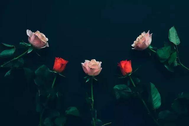 尘埃里的温柔，情话中的永恒！