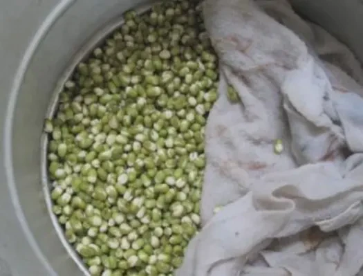 泡绿豆芽的小记？