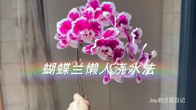 晨曦中的花语—蝴蝶兰的低语