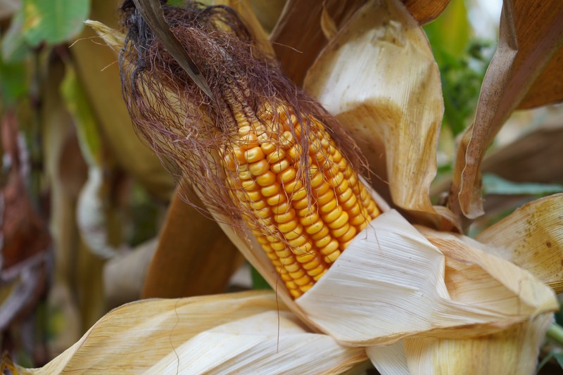 秋收玉米日记｜金色的田野，丰收的喜悦