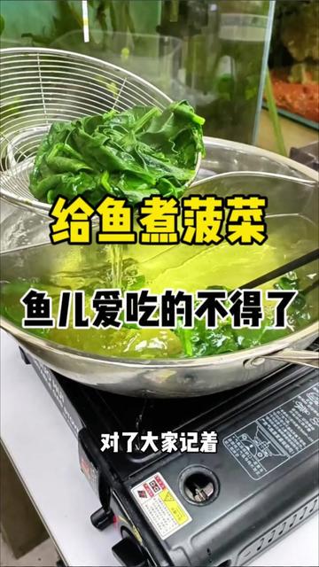 观察菠菜日记·从嫩芽到收获的全过程