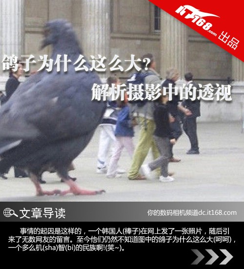 羽翼间的温柔|鸽子情话大全 羽翼间的温柔|鸽子情话大全