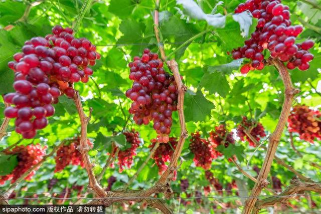 葡萄熟了，我却摘不动了