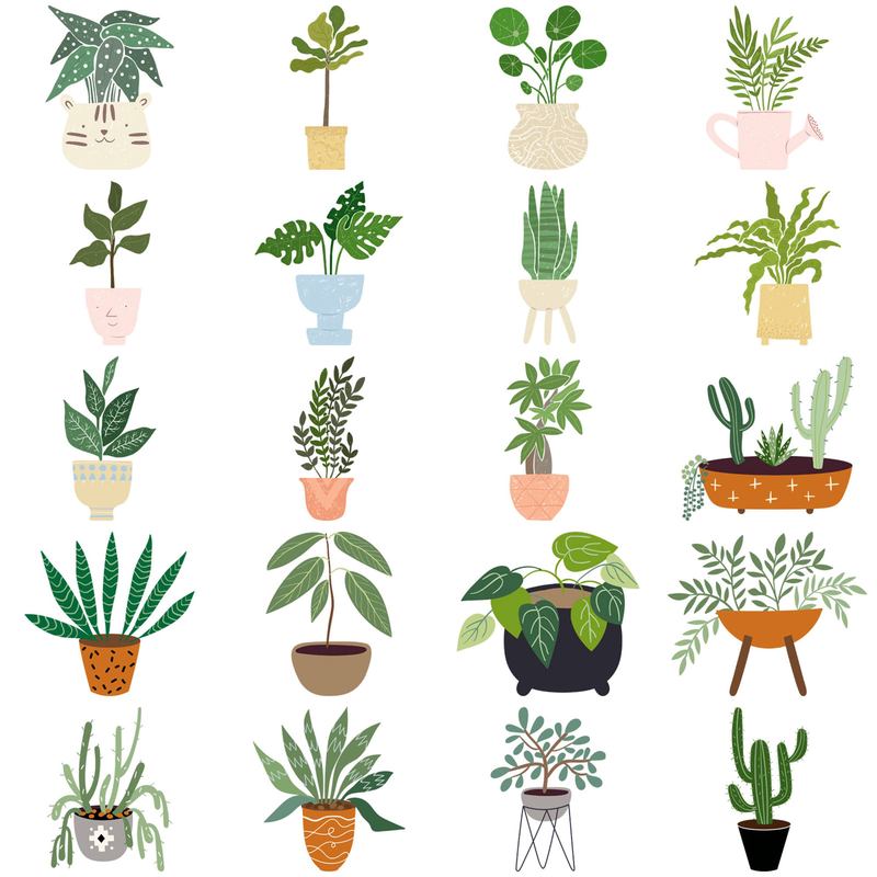 我跟绿萝的三天