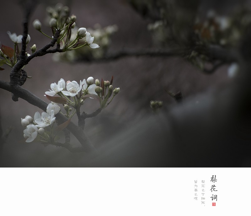 梨花飘落的温柔告白|那些藏在花瓣里的情话 梨花飘落的温柔告白|那些藏在花瓣里的情话