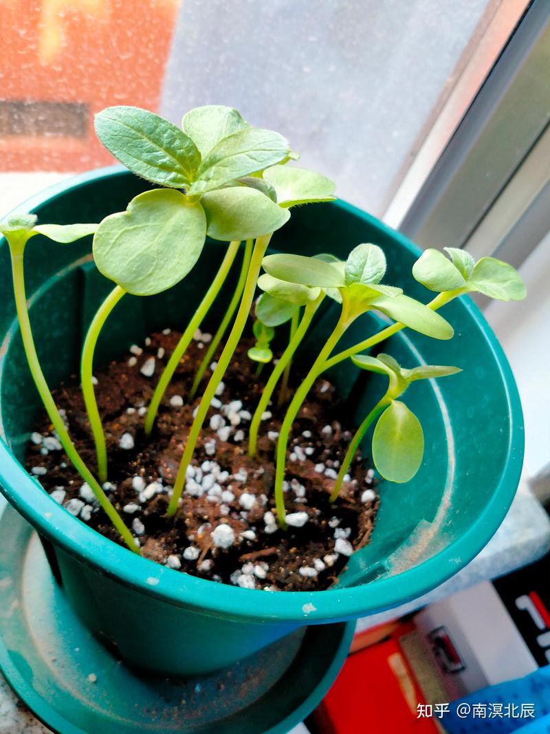 向日葵的成长日记…