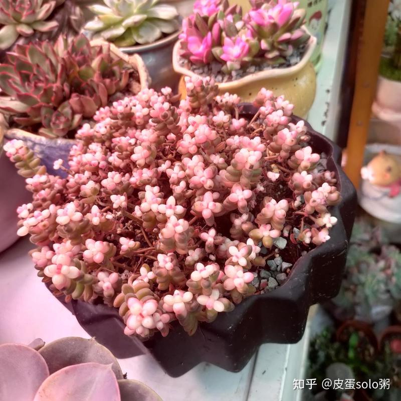 多肉植物的第三个月—它终于学会“发脾气”了