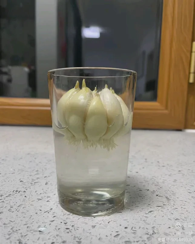 蒜的生长日记—从土壤到餐桌的旅程