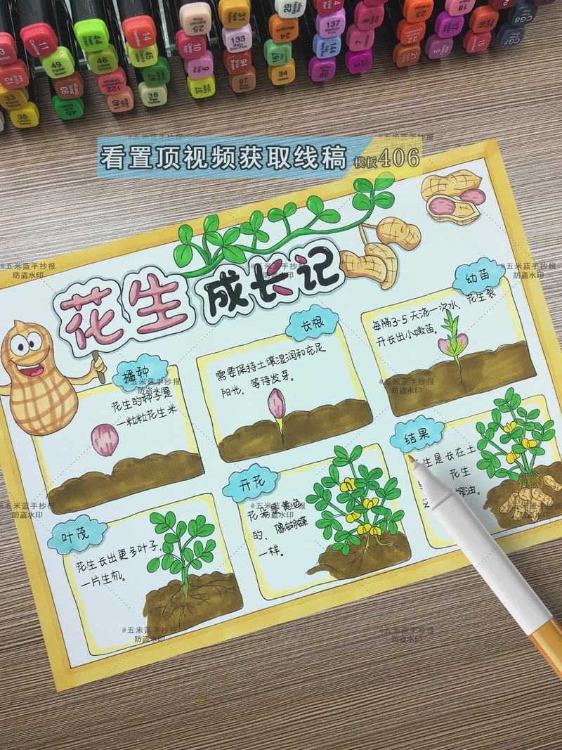 从泥土到餐桌—花生的奇妙旅程