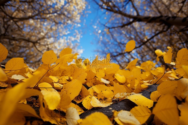 秋天的树林日记！