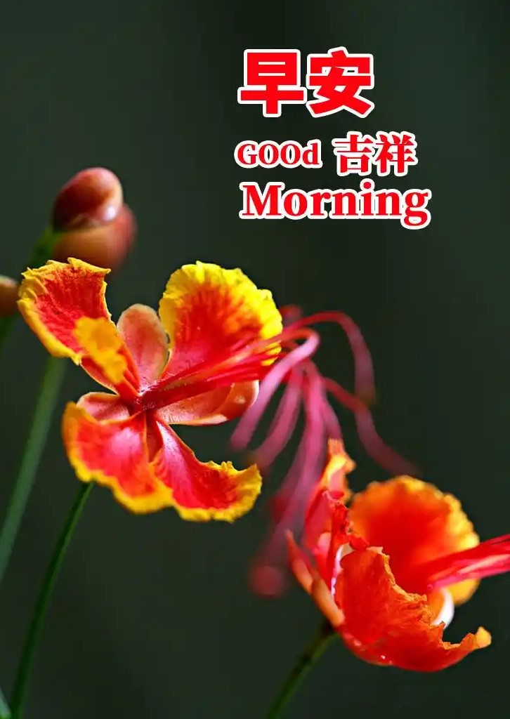 清晨的温柔告白:美业专属早安情话 清晨的温柔告白:美业专属早安情话