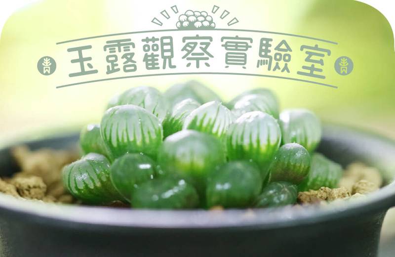 玉露观察日记｜一盆植物的日常