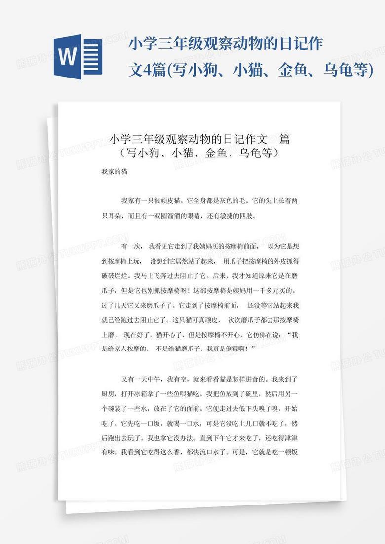 公园里的猫头鹰奇遇记！