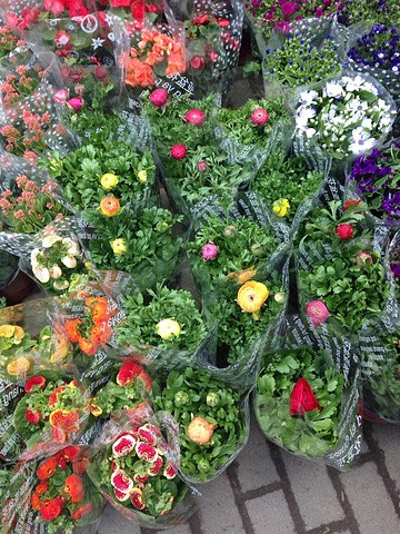 晨曦中的花鸟市场丨一场与自然的邂逅