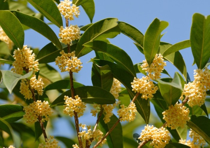 桂花香里的秘密｜那些藏在花香里的情话